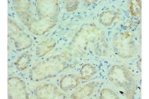 Immunohistochemistry of paraffin-embedded human kidney tissue using ABIN7159246 at dilution of 1:100 (MLANA 抗体  (AA 48-118))