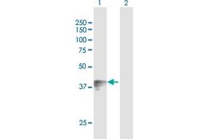 Western Blot analysis of WNT7B expression in transfected 293T cell line by WNT7B MaxPab polyclonal antibody. (WNT7B 抗体  (AA 1-349))