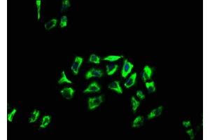 Immunofluorescence staining of Hela cells with ABIN7144431 at 1:66, counter-stained with DAPI. (APOLD1 抗体  (AA 213-274))
