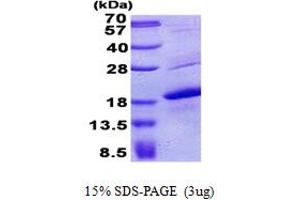 SDS-PAGE (SDS) image for Melan A (MLANA) (AA 48-118) protein (His tag) (ABIN5853021)