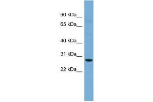 WB Suggested Anti-Cldn3 Antibody Titration: 0. (Claudin 3 抗体  (C-Term))