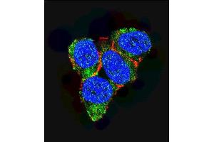 Confocal immunofluorescent analysis of p21 (CDKN1A) Antibody (C-term) (ABIN391763 and ABIN2841628) with 293 cell followed by Alexa Fluor 488-conjugated goat anti-rabbit lgG (green). (p21 抗体  (C-Term))