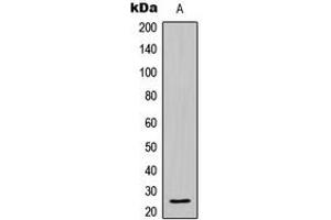 Western blot analysis of BCLW expression in HL60 (A) whole cell lysates. (BCL2L2 抗体  (C-Term))