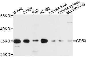 Western blot analysis of extracts of various cells, using CD53 antibody. (CD53 抗体)