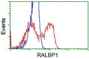HEK293T cells transfected with either RC201524 overexpress plasmid (Red) or empty vector control plasmid (Blue) were immunostained by anti-RALBP1 antibody (ABIN2453581), and then analyzed by flow cytometry. (RALBP1 抗体)