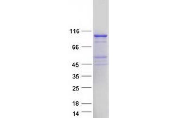 EXD3 Protein (Myc-DYKDDDDK Tag)