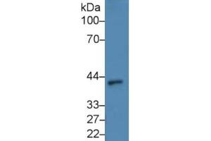 Western Blotting (WB) image for Angiopoietin-Like 4 (ANGPTL4) ELISA Kit (ABIN6720566)