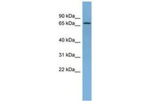 Image no. 1 for anti-NADH Dehydrogenase (Ubiquinone) Fe-S Protein 1, 75kDa (NADH-Coenzyme Q Reductase) (NDUFS1) (AA 611-660) antibody (ABIN6745120) (NDUFS1 抗体  (AA 611-660))