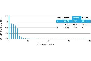 Protein Array (PAr) image for anti-Neuro-Oncological Ventral Antigen 1 (NOVA1) antibody (ABIN7456055) (NOVA1 抗体)