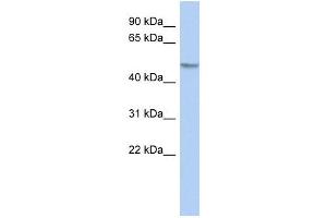 GCOM1 antibody used at 1 ug/ml to detect target protein. (GCOM1 抗体  (Middle Region))