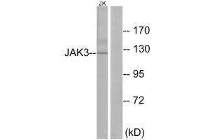 Western blot analysis of extracts from Jurkat cells, using JAK3 (Ab-785) antibody. (JAK3 抗体  (Tyr785))