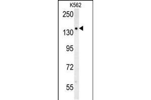 SLC12A5 Antibody (N-term) (ABIN652057 and ABIN2840525) western blot analysis in K562 cell line lysates (35 μg/lane). (KCC2 抗体  (N-Term))