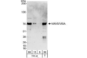 Western Blotting (WB) image for anti-Mitochondrial Antiviral Signaling Protein (MAVS) (AA 150-200) antibody (ABIN7455082)