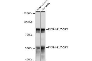 Western blot analysis of extracts of various cell lines, using DC/DCLK1 Rabbit mAb (ABIN1678754, ABIN3018869, ABIN3018870 and ABIN7101679) at 1:1000 dilution. (DCLK1 抗体)