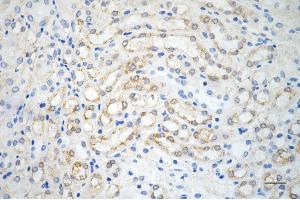 Immunohistochemistry was performed on paraffin-embedded mouse kidney using PPM1G antibody (ABIN7800035), 1:200).