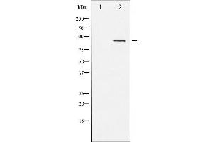 Western blot analysis of PKC-pan phosphorylation expression in NIH-3T3 whole cell lysates,The lane on the left is treated with the antigen-specific peptide. (PKC 抗体  (pThr497))