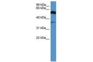 Image no. 1 for anti-Fascin 2 (FSCN2) (AA 235-284) antibody (ABIN6746674) (Fascin 2 抗体  (AA 235-284))
