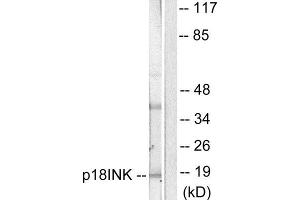 Western Blotting (WB) image for anti-P18 INK (C-Term) antibody (ABIN1848714) (P18 INK 抗体  (C-Term))