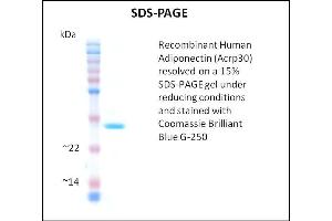 SDS-PAGE (SDS) image for Adiponectin (ADIPOQ) (Active) protein (ABIN5509768) (ADIPOQ 蛋白)
