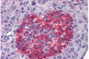 Human Pancreas (formalin-fixed, paraffin-embedded) stained with ANXA10 antibody ABIN351461 at 3. (Annexin a10 抗体  (AA 2-16))