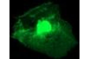 Anti-RGS16 mouse monoclonal antibody (ABIN2455382) immunofluorescent staining of COS7 cells transiently transfected by pCMV6-ENTRY RGS16 (RC202430). (RGS16 抗体)