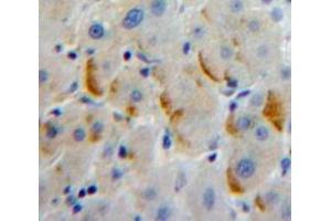 IHC-P analysis of Liver tissue, with DAB staining. (LILRA2 抗体  (AA 217-438))