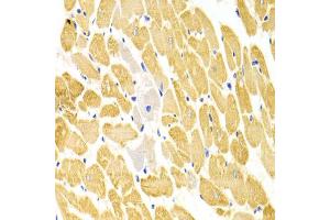 Immunohistochemistry of paraffin-embedded rat heart using PA2G4 Antibody (ABIN1876564) at dilution of 1:100 (40x lens). (PA2G4 抗体)