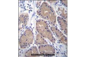 CA1 Antibody immunohistochemistry analysis in formalin fixed and paraffin embedded human stomach tissue followed by peroxidase conjugation of the secondary antibody and DAB staining. (CA1 抗体  (N-Term))