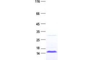 P Antigen Family, Member 2B (PAGE2B) protein (His tag)