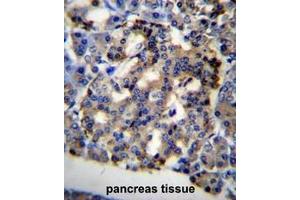 C10orf2 Antibody (C-term) immunohistochemistry analysis in formalin fixed and paraffin embedded human pancreas tissue followed by peroxidase conjugation of the secondary antibody and DAB staining. (C10orf2 抗体  (C-Term))