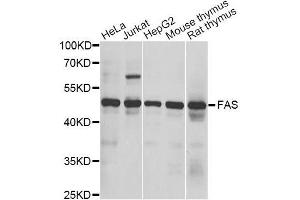 Western blot analysis of extracts of various cell lines, using FAS antibody. (FAS 抗体  (AA 61-335))