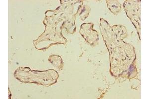 Immunohistochemistry of paraffin-embedded human placenta tissue using ABIN7164235 at dilution of 1:100 (PSG3 抗体  (AA 35-310))
