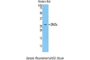 Detection of Recombinant aHSG, Mouse using Polyclonal Antibody to Alpha-2-Heremans Schmid Glycoprotein (AHSG) (Fetuin A 抗体  (AA 19-250))
