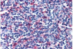 Anti-GPR44 / CRTH2 antibody  ABIN1048826 IHC staining of human tonsil.