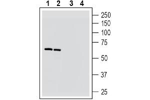 Western blot analysis of rat brain membrane lysates (lanes 1 and 3) and mouse brain lysates (lanes 2 and 4): 1-2.