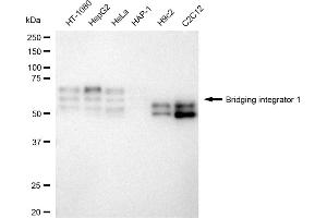 Western blotting analysis using Bridging integrator 1 antibody (ABIN7797794). (Recombinant BIN1 抗体)
