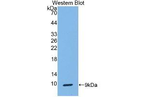 Detection of Recombinant CC16, Human using Monoclonal Antibody to Clara Cell Protein 16 (CC16) (SCGB1A1 抗体  (AA 23-91))