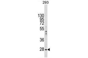 EIF2B1 Antibody (Center) western blot analysis in 293 cell line lysates (35µg/lane). (EIF2B1 抗体  (Middle Region))