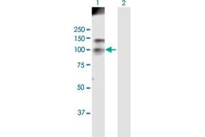 Western Blot analysis of HDAC4 expression in transfected 293T cell line by HDAC4 MaxPab polyclonal antibody. (HDAC4 抗体  (AA 1-972))
