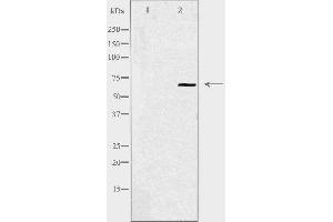 Western blot analysis of extracts from HepG2 cells using YAP antibody. (YAP1 抗体  (Internal Region))