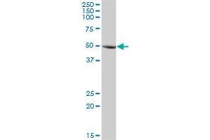 GLMN MaxPab polyclonal antibody. (GLMN 抗体  (AA 1-594))