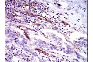 Image no. 1 for anti-CD59 (CD59) antibody (ABIN1491388) (CD59 抗体)