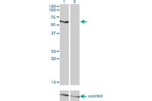 Western blot analysis of SLC33A1 over-expressed 293 cell line, cotransfected with SLC33A1 Validated Chimera RNAi (Lane 2) or non-transfected control (Lane 1). (SLC33A1 抗体  (AA 1-69))