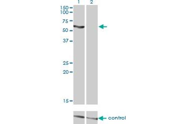 SLC33A1 antibody  (AA 1-69)