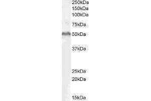 ABIN185607 (1µg/ml) staining of MOLT4 lysate (35µg protein in RIPA buffer). (LEF1 抗体  (Internal Region))