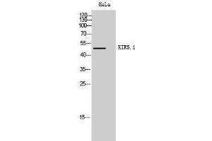 Western Blotting (WB) image for anti-Potassium Inwardly-Rectifying Channel, Subfamily J, Member 16 (KCNJ16) (Tyr607) antibody (ABIN3180136) (KIR5.1 抗体  (Tyr607))