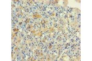 Immunohistochemistry of paraffin-embedded human adrenal gland tissue using ABIN7161819 at dilution of 1:100