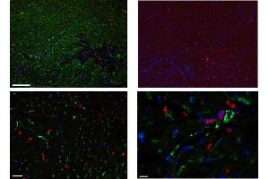 Immunofluorescence detection of endogenous LYVE-1 on rat microvessles using anti-LYVE-1, pAb  (revealed in red) and nuclear stain in blue (right image). (LYVE1 抗体  (AA 24-228))