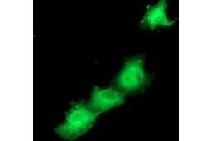 Anti-SMS mouse monoclonal antibody (ABIN2454721) immunofluorescent staining of COS7 cells transiently transfected by pCMV6-ENTRY SMS (RC200619). (SMS 抗体)