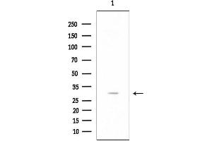 Western blot analysis of lysates from HUVEC cells, using RPL7L1 Antibody at 1/1000 dilution.